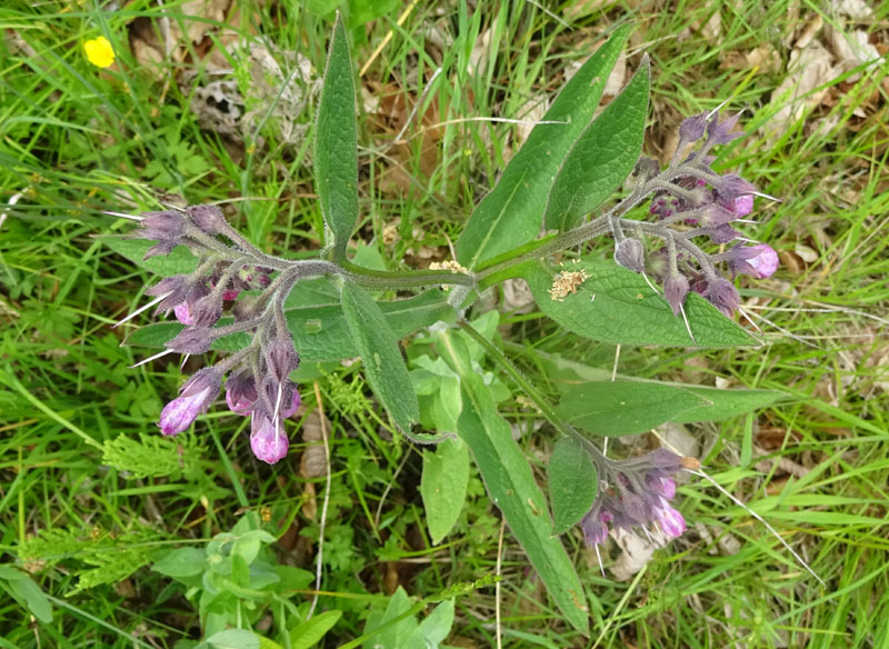 Symphytum officinale - Boraginaceae